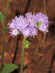 Ageratum