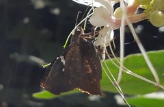 Astraptes