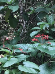 Clerodendrum japonicum