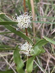 Hakea florulenta