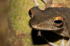 Polypedates colletti