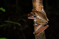 Polypedates colletti