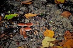 Fungi