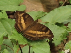 Junonia iphita