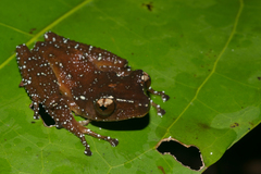 Nyctixalus pictus