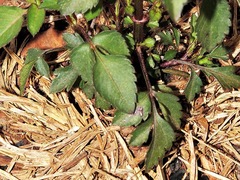 Bidens pilosa image