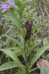 Entomophaga grylli