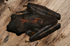 Polypedates colletti