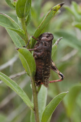 Entomophaga grylli