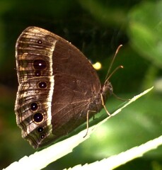 Mycalesis mineus