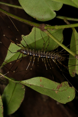 Scutigeromorpha
