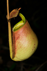 Nepenthes bicalcarata