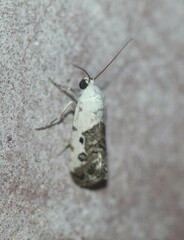 Ponometia phecolisca