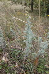Artemisia pontica