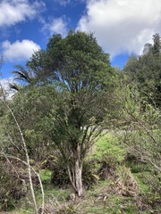 Metrosideros robusta