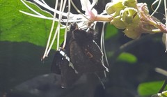 Astraptes