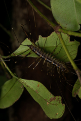 Scutigeromorpha