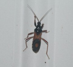 Rasahus biguttatus