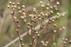Linum flavum
