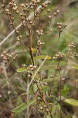 Linum flavum