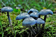 Stropharia caerulea