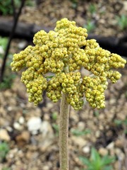 Helichrysum nudifolium