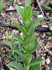 Helichrysum nudifolium