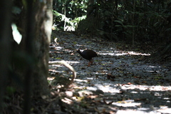 Megapodius reinwardt