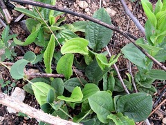 Helichrysum nudifolium