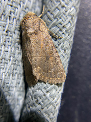 Protorthodes