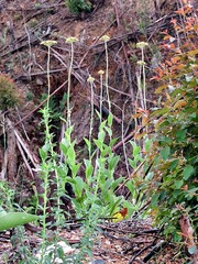 Helichrysum nudifolium