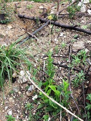 Helichrysum nudifolium