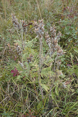 Oxytropis pilosa