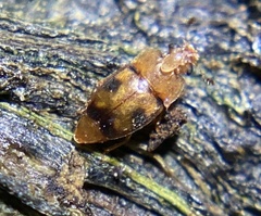Epuraea