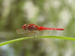 Crocothemis servilia