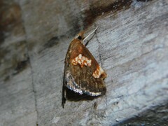 Thesaurica ocellata