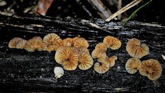 Crepidotus variabilis