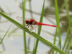 Crocothemis servilia
