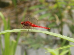 Crocothemis servilia