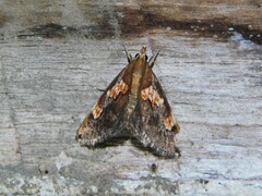 Thesaurica ocellata