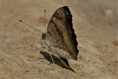 Junonia hierta