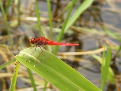 Crocothemis servilia