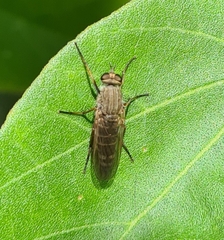 Anabarhynchus flavus