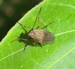Anabarhynchus flavus