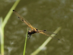 Rhyothemis phyllis