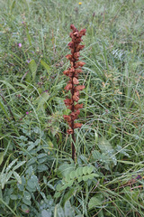 Orobanche gracilis