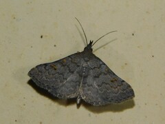 Naarda xanthonephroides