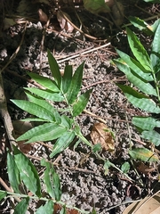 Oplismenus hirtellus