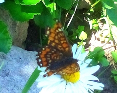 Euphydryas maturna