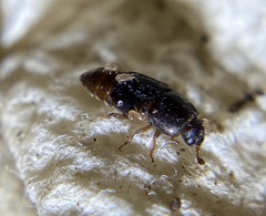 Carpophilus hemipterus